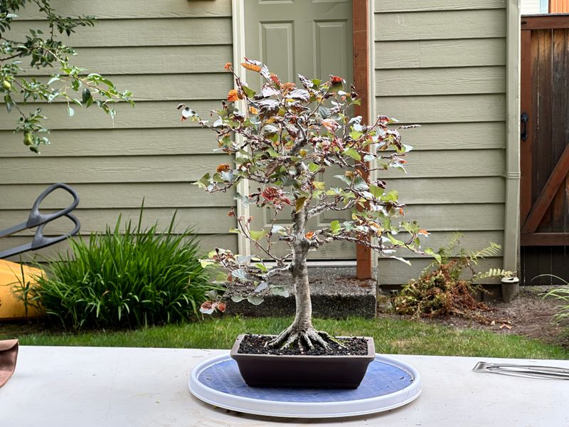 Copper Beech 1 — Unwire — 2025-07-19