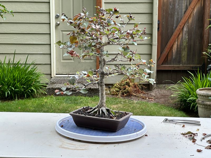 Copper Beech 1 — Unwire — 2025-07-19