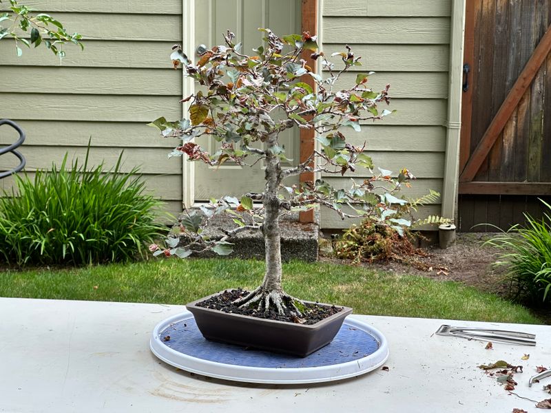 Copper Beech 1 — Unwire — 2025-07-19