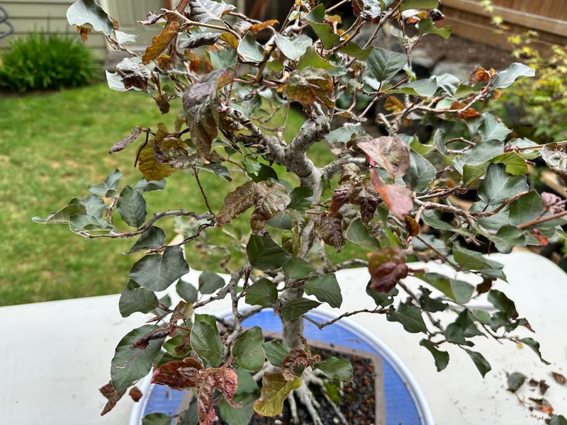 Copper Beech 1 — Unwire — 2025-07-19