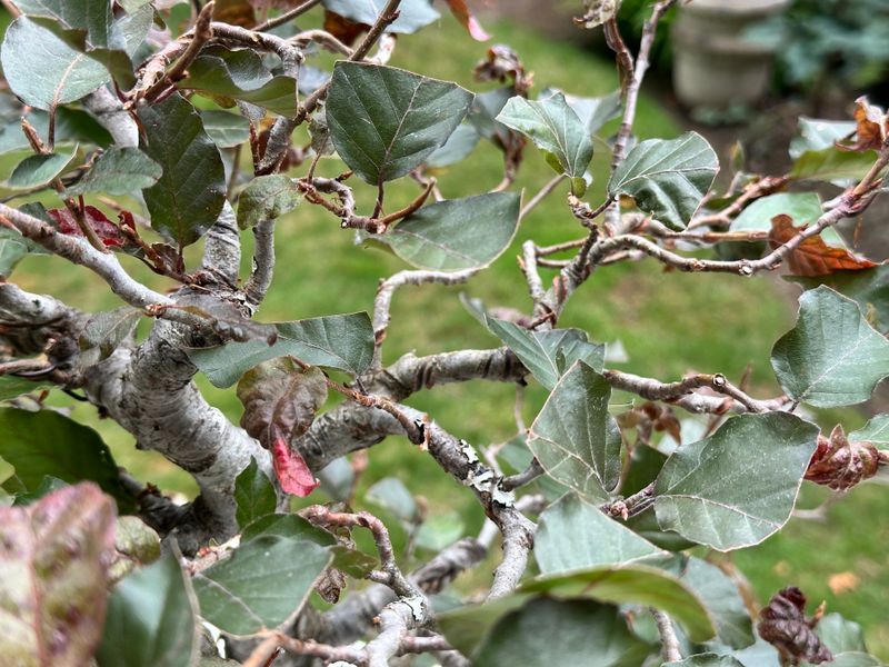 Copper Beech 1 — Unwire — 2025-07-19