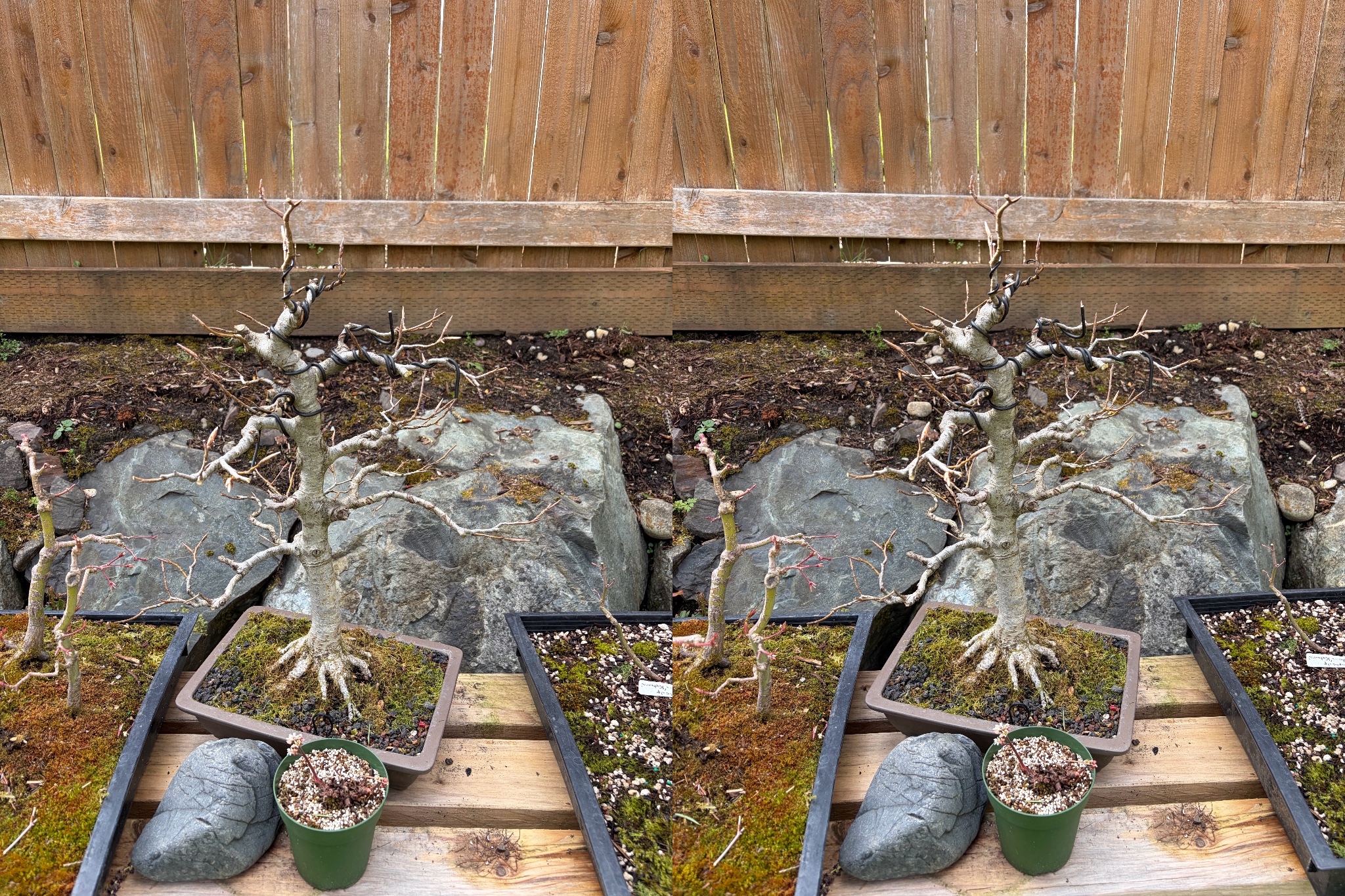 Copper Beech 1 — Prune — 2026-03-27