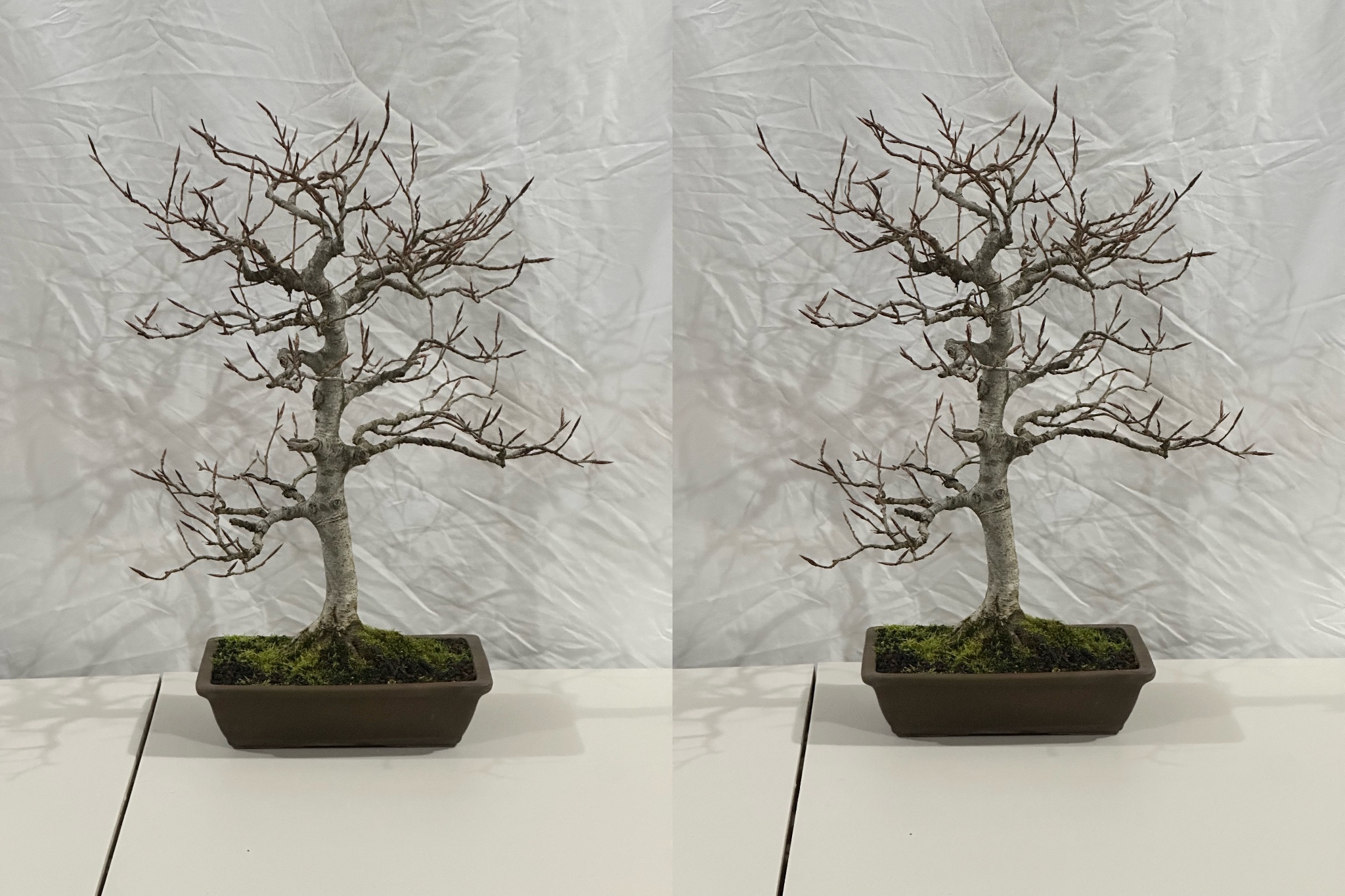 Copper Beech 1 — Observation — 2025-11-29