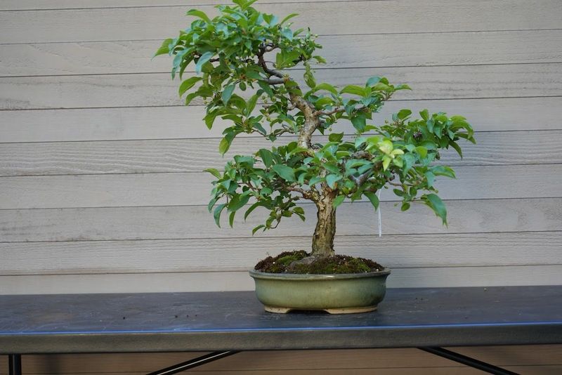 Hall's Crabapple 1