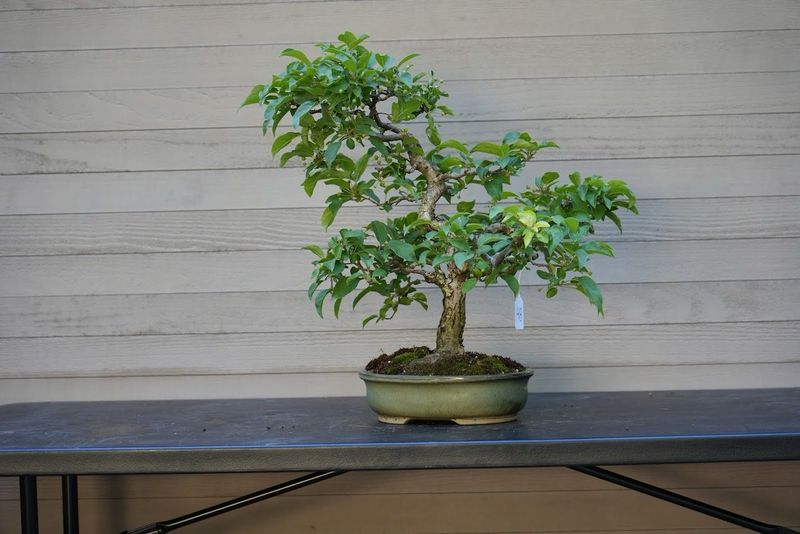 Hall's Crabapple 1 — Observation — 2025-06-09