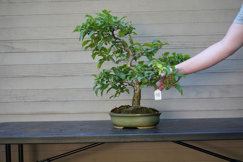 Hall's Crabapple 1 — Observation — 2025-06-09