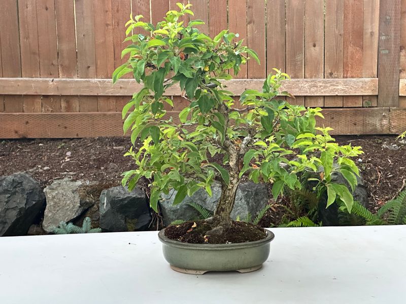 Hall's Crabapple 1 — Observation — 2025-07-14