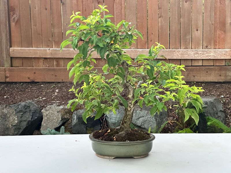 Hall's Crabapple 1 — Observation — 2025-07-14