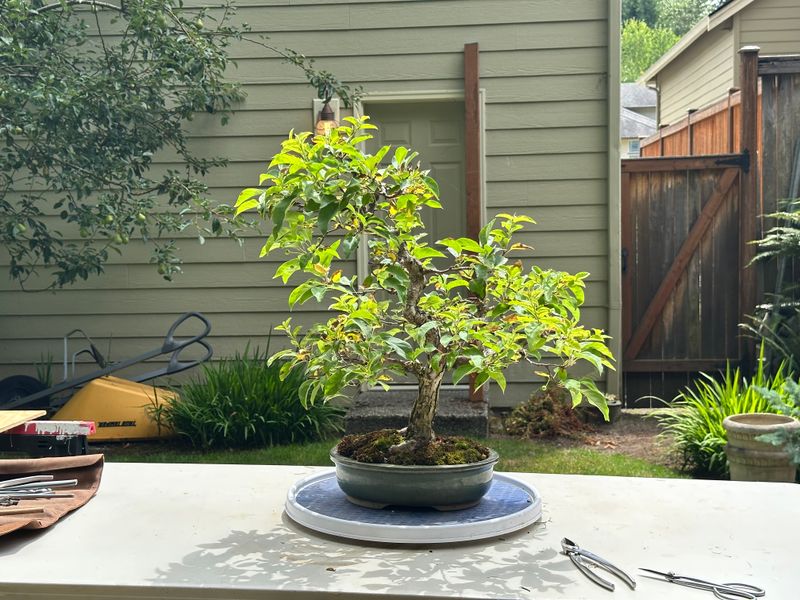 Hall's Crabapple 1 — Observation — 2025-07-19
