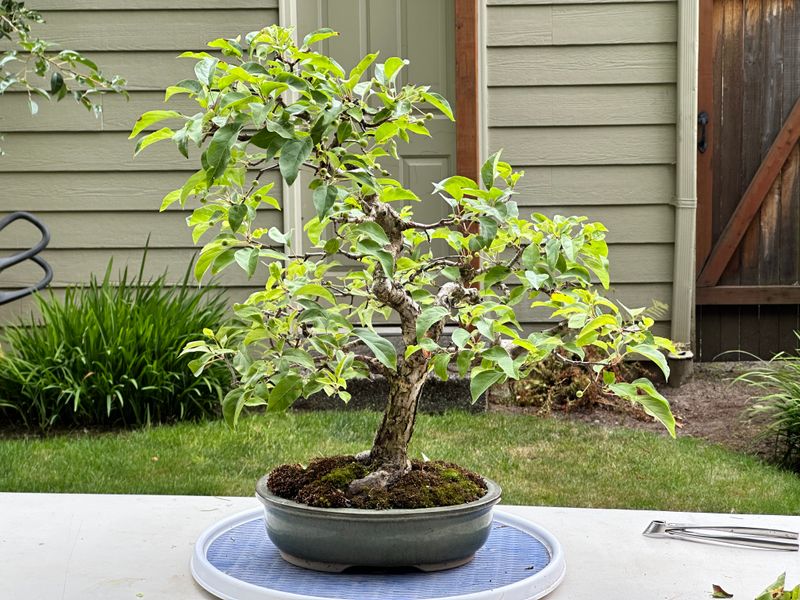 Hall's Crabapple 1 — Observation — 2025-07-19