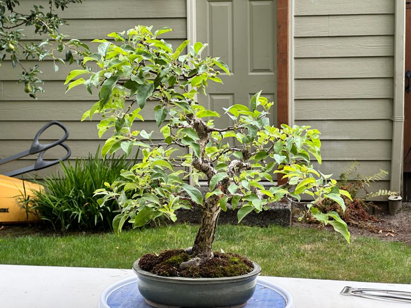 Hall's Crabapple 1 — Observation — 2025-07-19