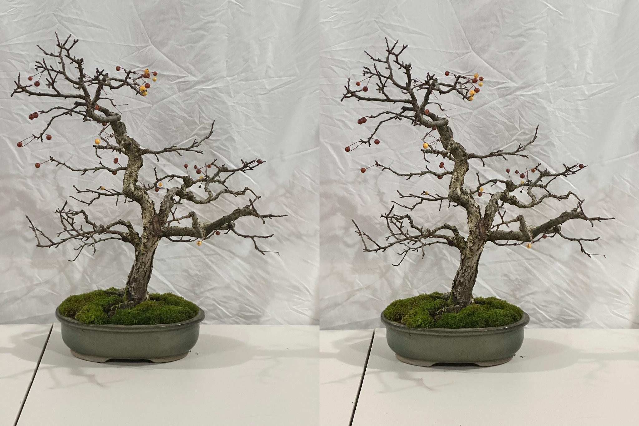 Hall's Crabapple 1 — Observation — 2025-11-30