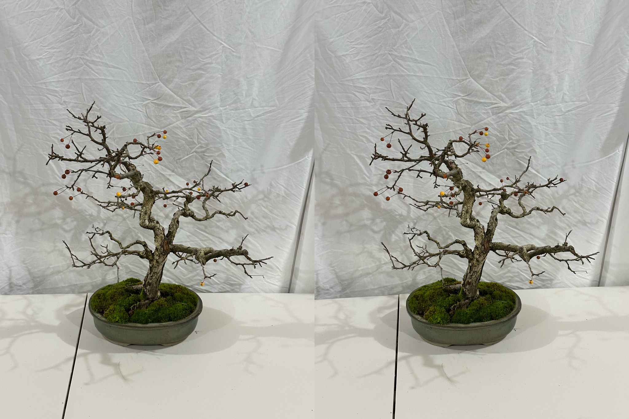 Hall's Crabapple 1 — Observation — 2025-11-30