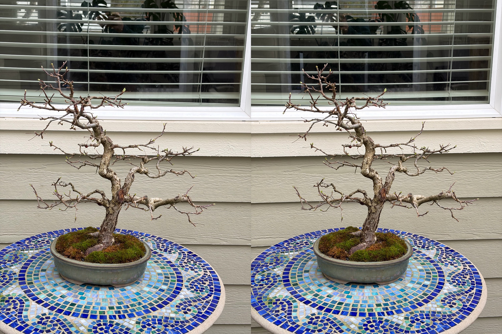 Hall's Crabapple 1 — Observation — 2026-02-05