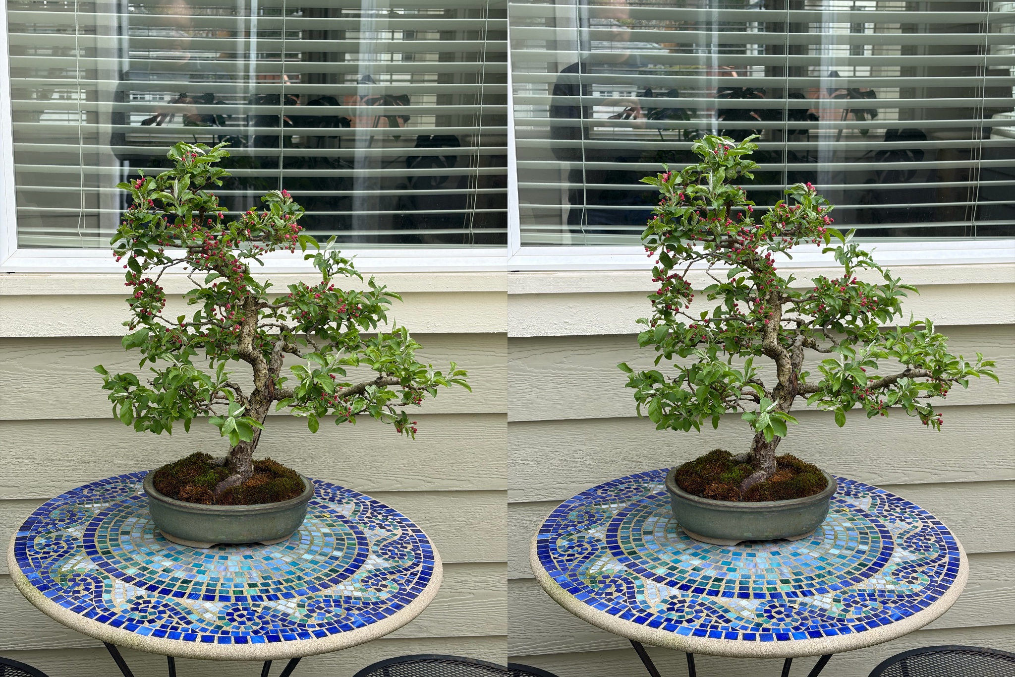 Hall's Crabapple 1 — Observation — 2026-03-29