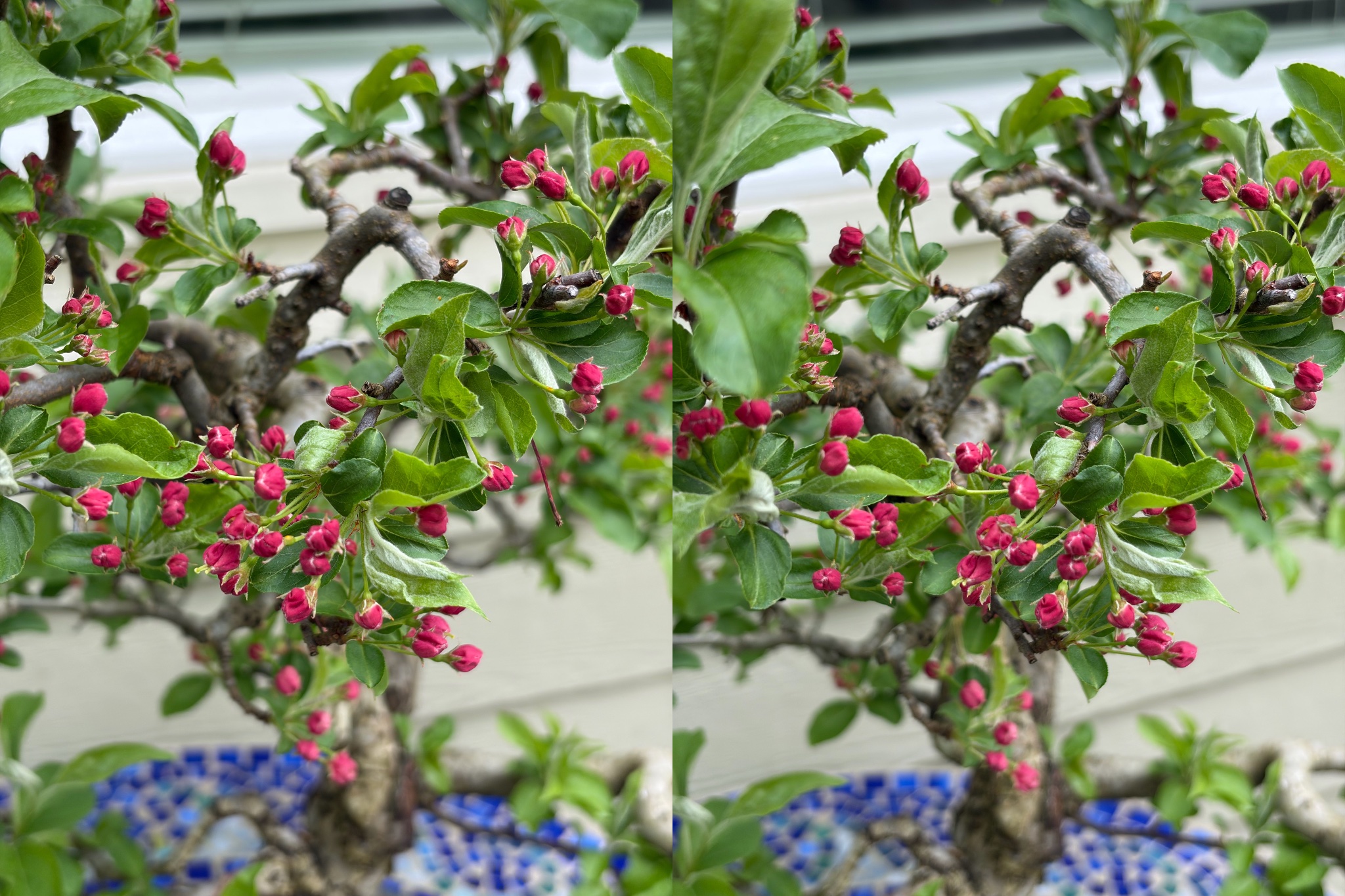 Hall's Crabapple 1 — Observation — 2026-03-28