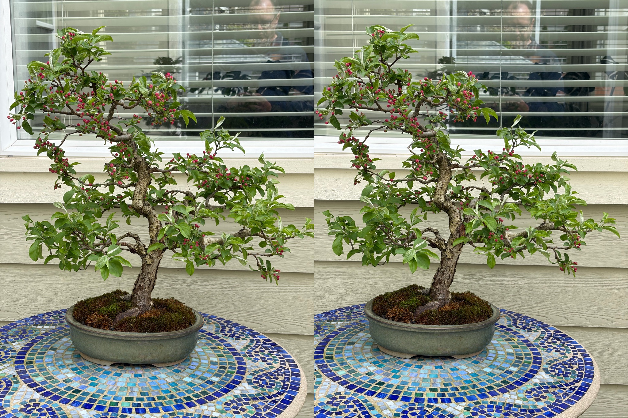 Hall's Crabapple 1 — Observation — 2026-03-29