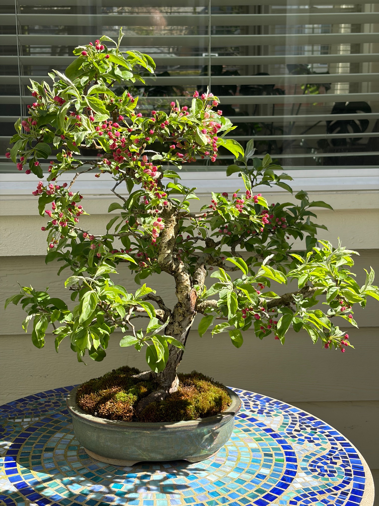 Hall's Crabapple 1 — Observation — 2026-04-02