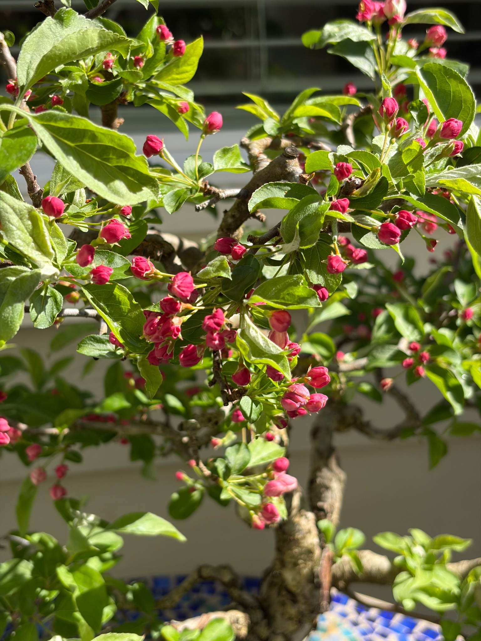 Hall's Crabapple 1 — Observation — 2026-04-02