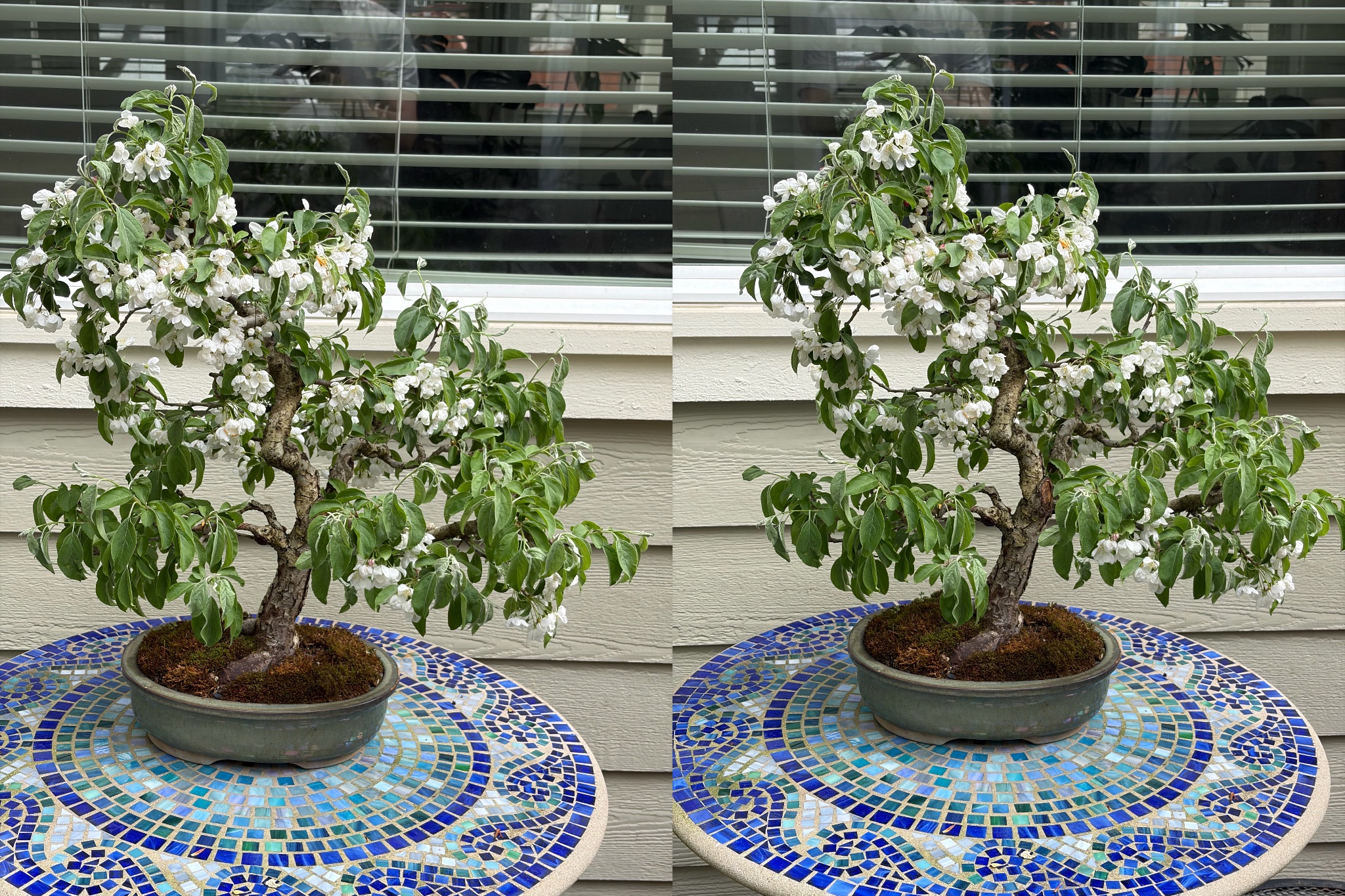 Hall's Crabapple 1 — Observation — 2026-04-11