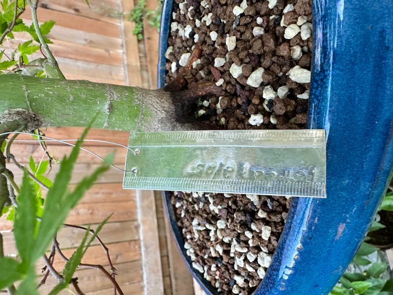 Japanese Maple 7 — Observation — 2025-06-11