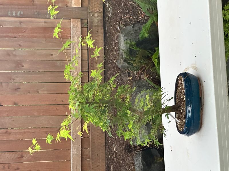 Japanese Maple 7 — Observation — 2025-07-14
