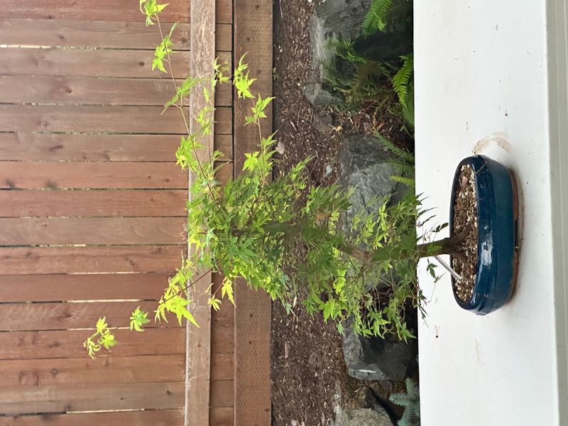 Japanese Maple 7 — Observation — 2025-07-14