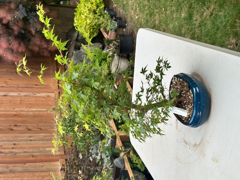 Japanese Maple 7 — Observation — 2025-07-14