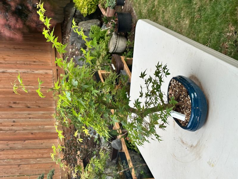 Japanese Maple 7 — Observation — 2025-07-14