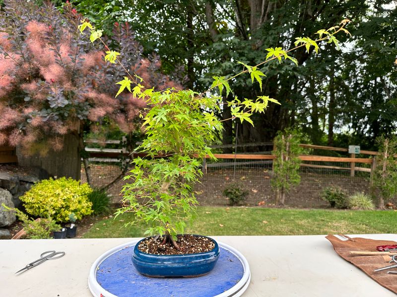 Japanese Maple 7 — Prune — 2025-07-19