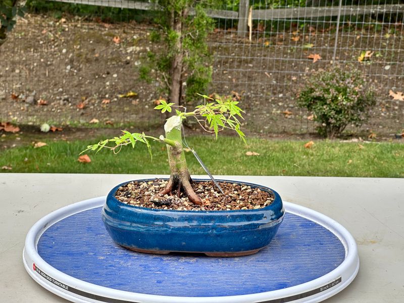 Japanese Maple 7 — Prune — 2025-07-19