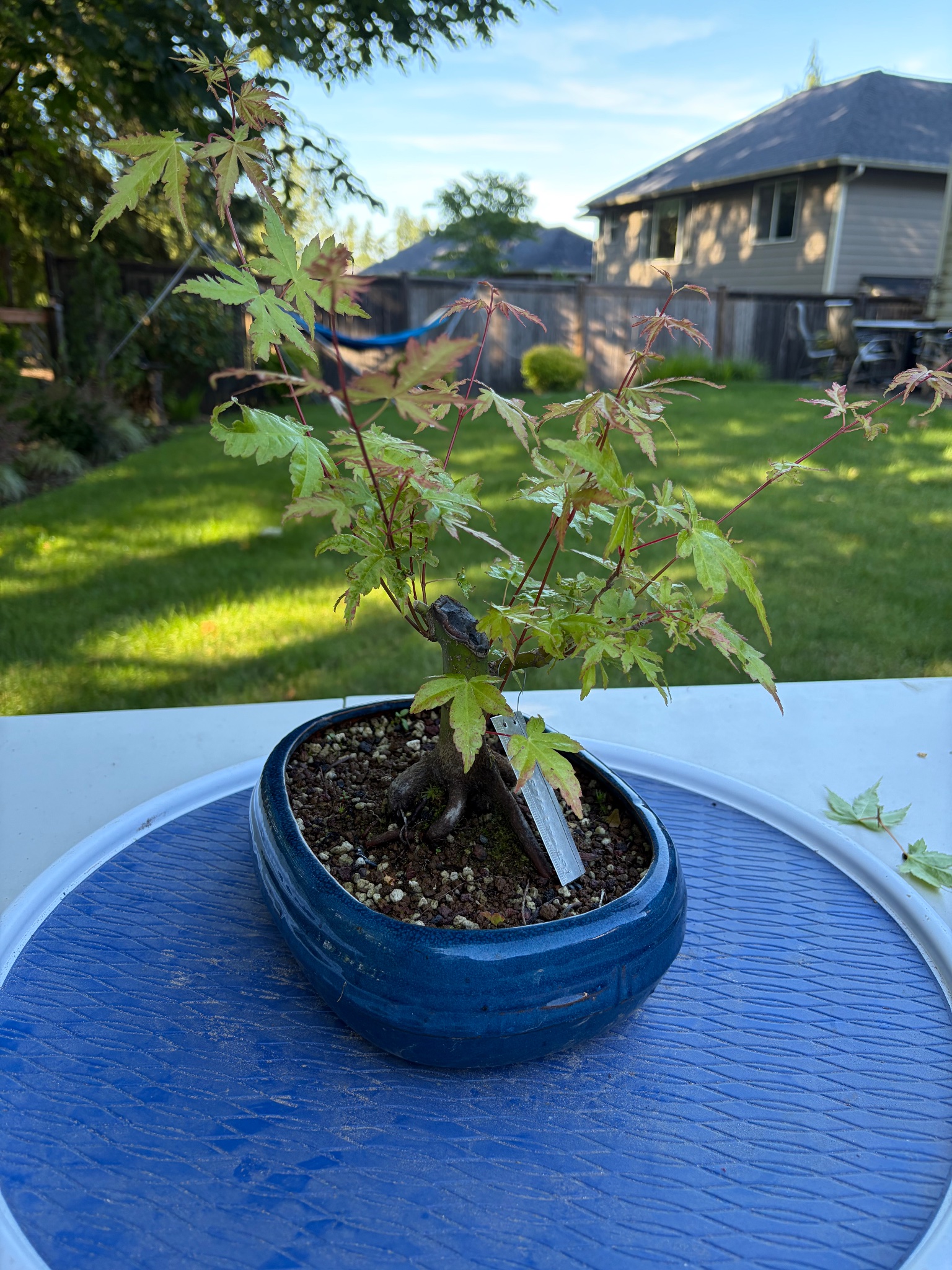 Japanese Maple 7 — Prune — 2026-06-12
