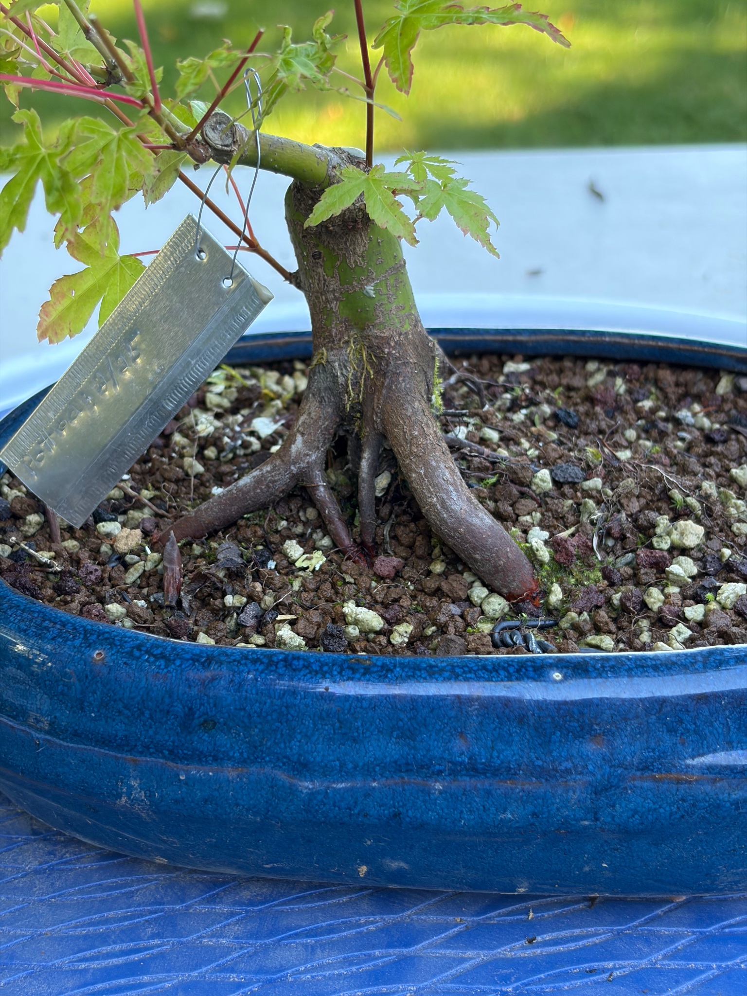 Japanese Maple 7 — Prune — 2026-06-13