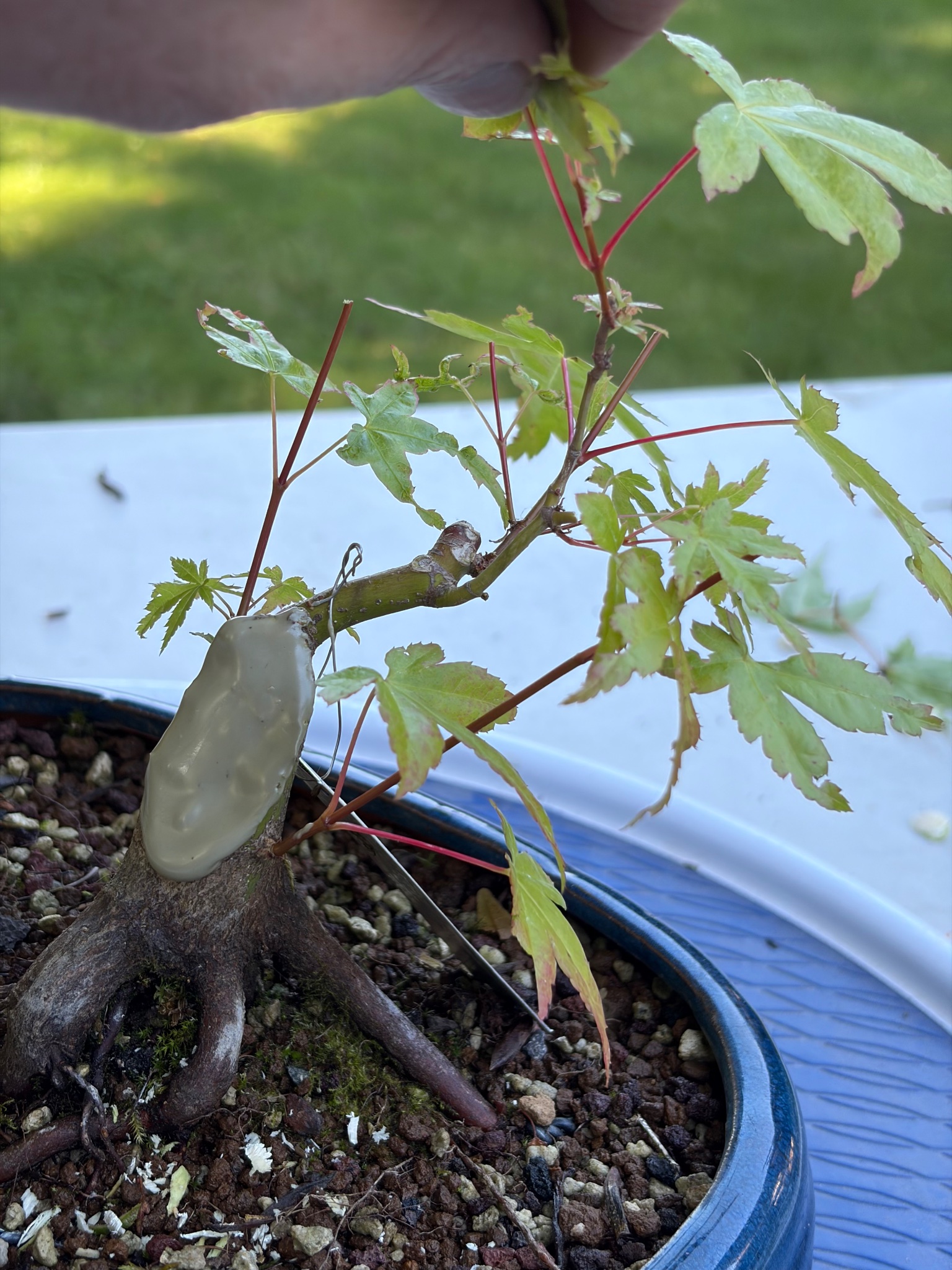 Japanese Maple 7 — Prune — 2026-06-13