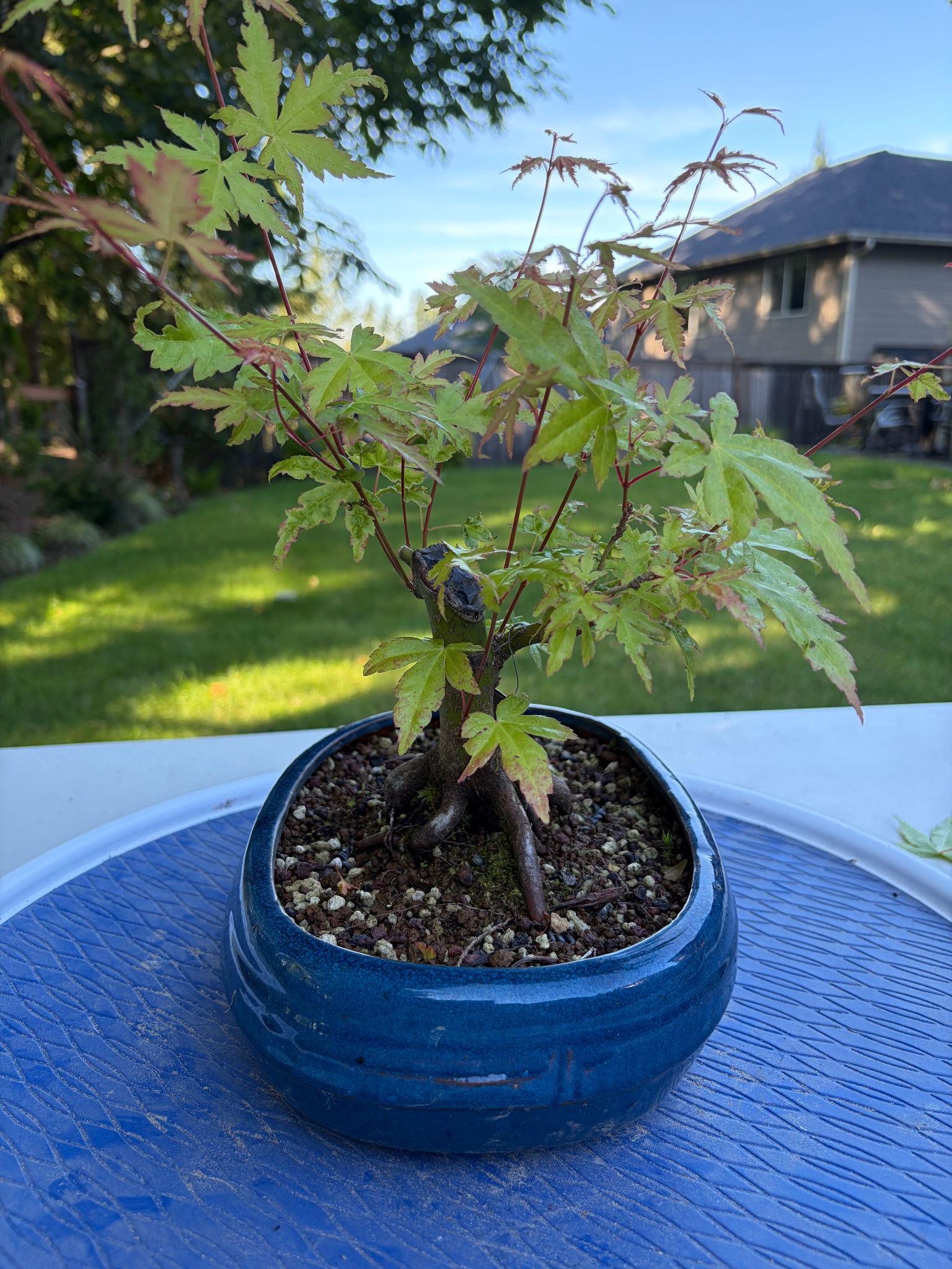 Japanese Maple 7 — Prune — 2026-06-12