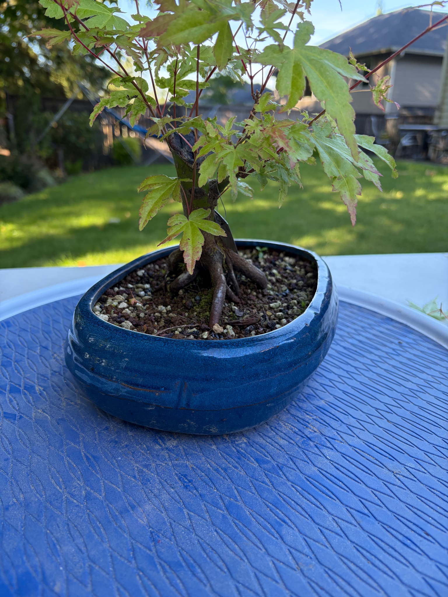 Japanese Maple 7 — Prune — 2026-06-12