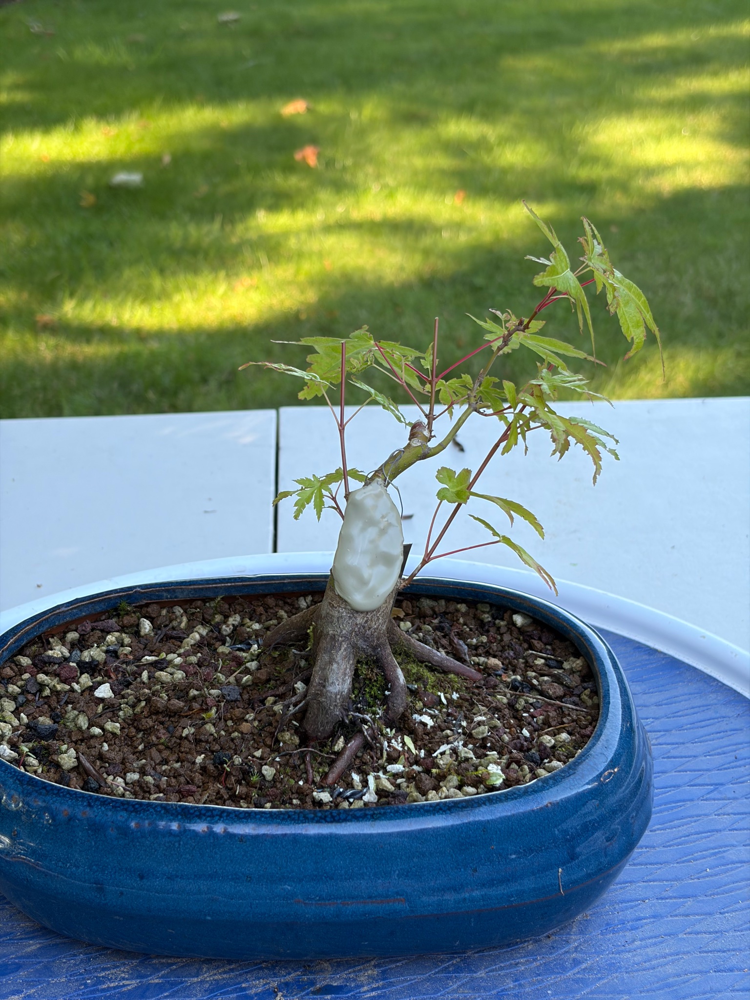 Japanese Maple 7 — Prune — 2026-06-13