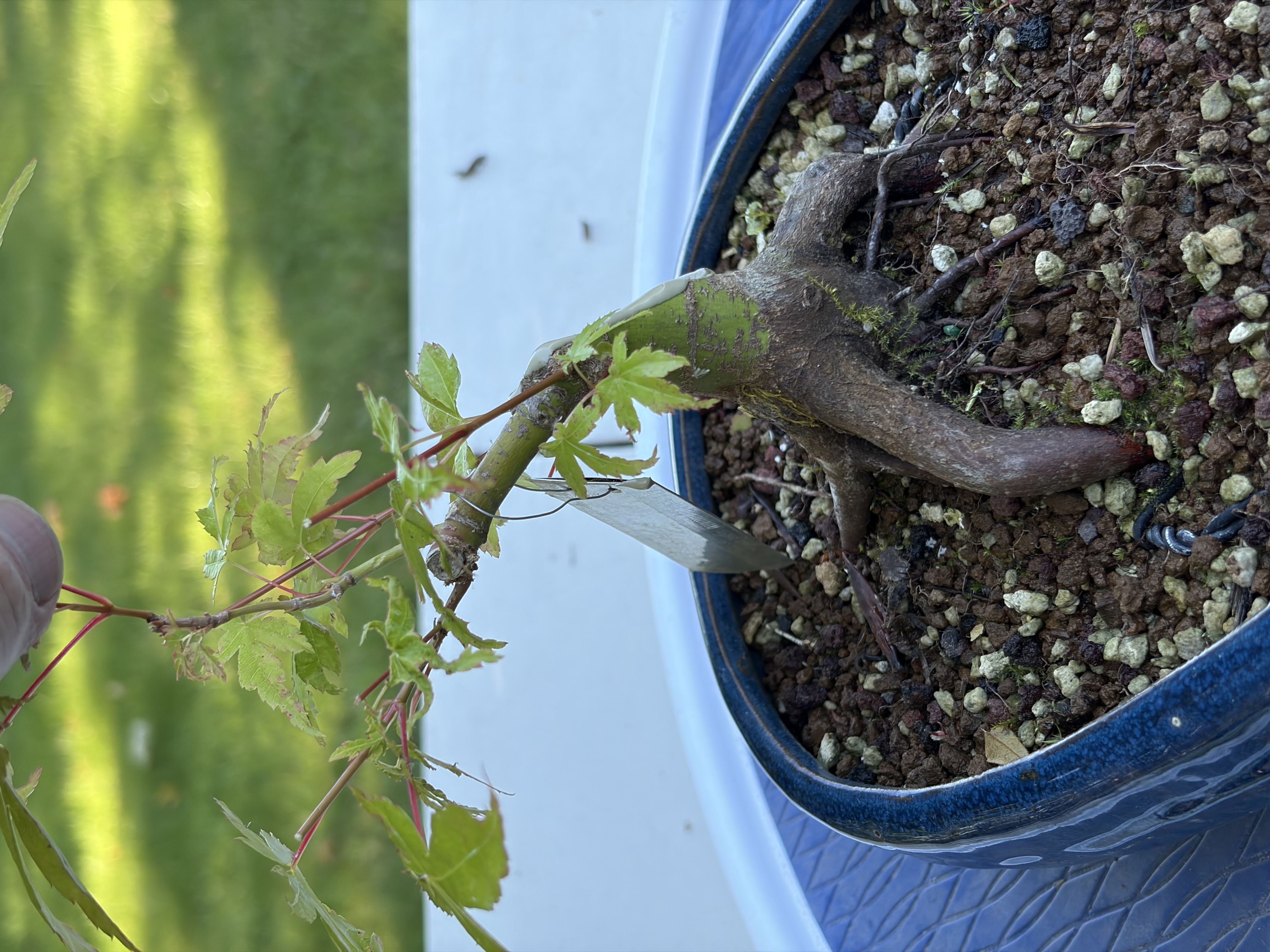 Japanese Maple 7 — Prune — 2026-06-12