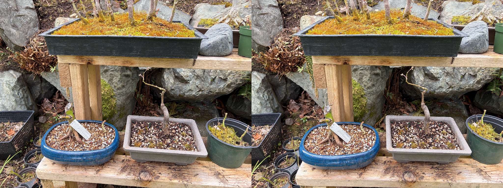 Japanese Maple 8 — Observation — 2026-03-29