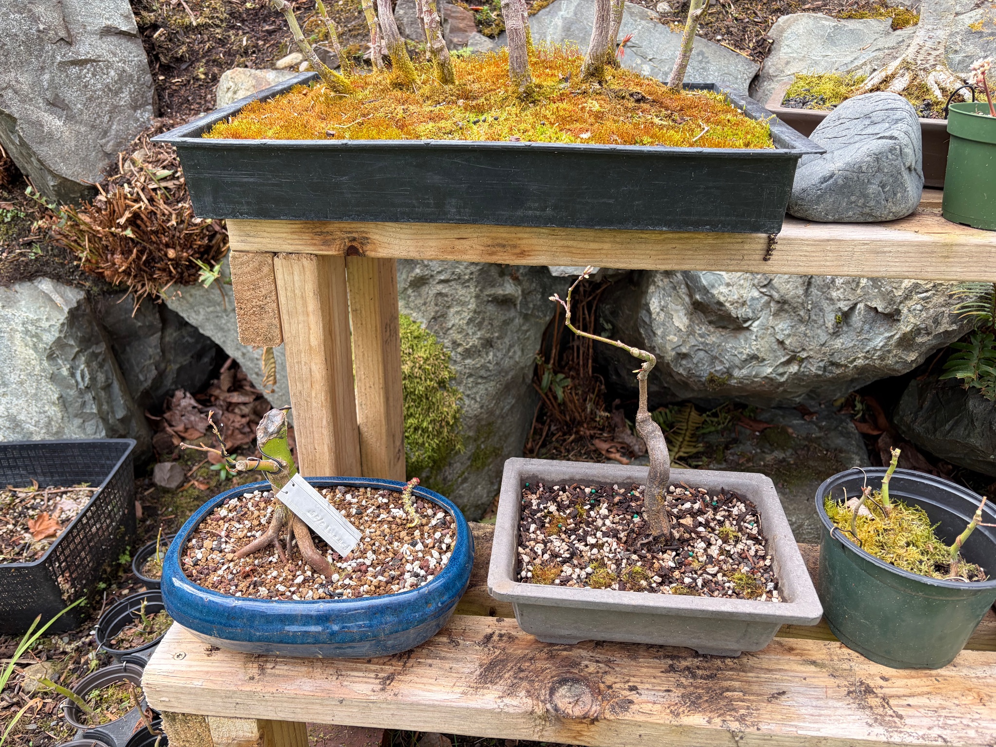 Japanese Maple 8 — Observation — 2026-03-29
