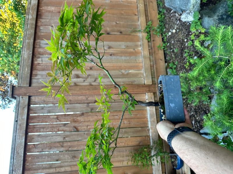 Japanese Maple 8 — Observation — 2025-06-11