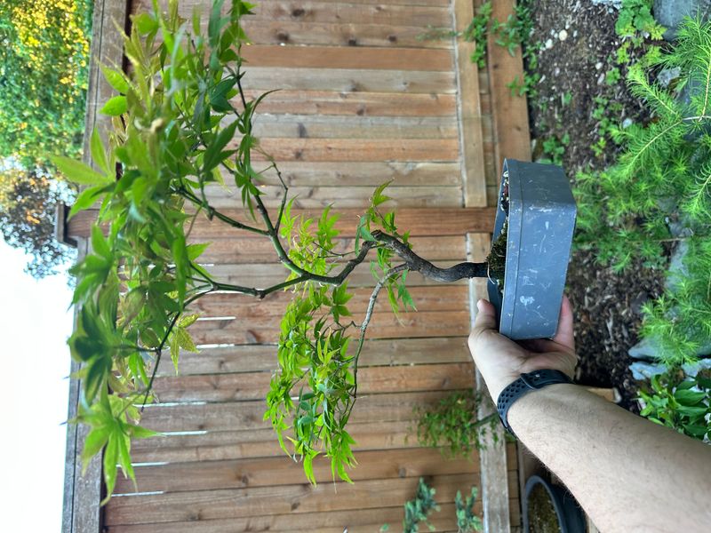 Japanese Maple 8 — Observation — 2025-06-11
