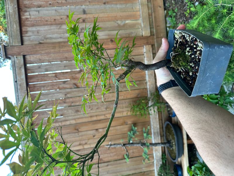 Japanese Maple 8 — Observation — 2025-06-11