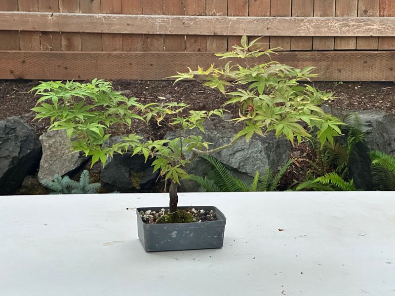 Japanese Maple 8 — Observation — 2025-07-14