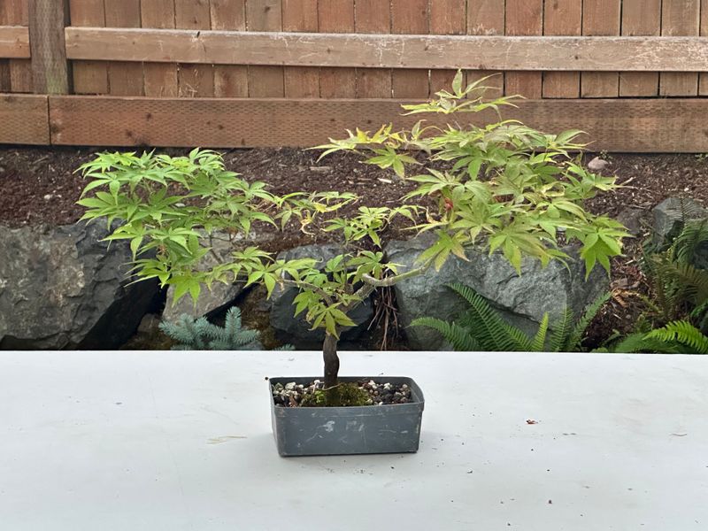 Japanese Maple 8 — Observation — 2025-07-14