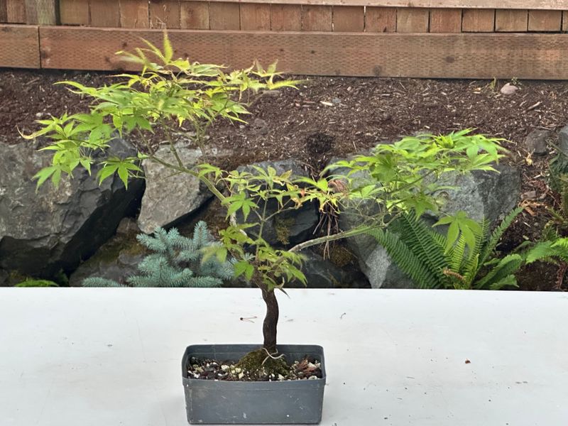 Japanese Maple 8 — Observation — 2025-07-14