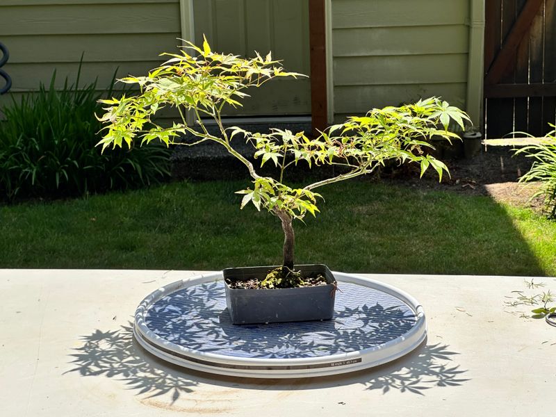 Japanese Maple 8 — Prune — 2025-07-19