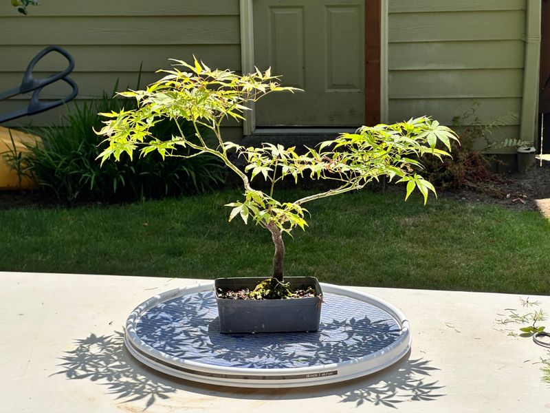 Japanese Maple 8 — Prune — 2025-07-19