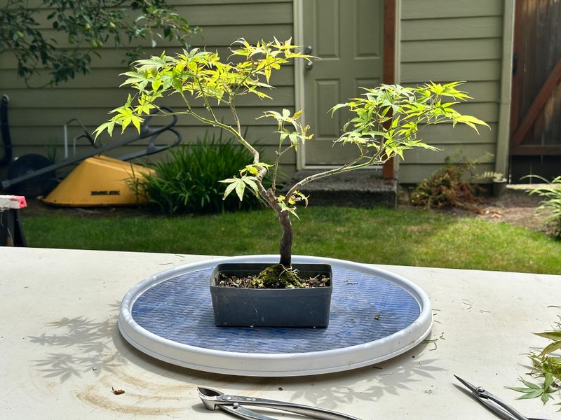 Japanese Maple 8 — Prune — 2025-07-19