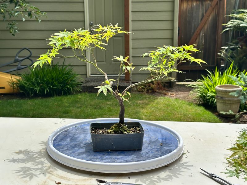 Japanese Maple 8 — Prune — 2025-07-19